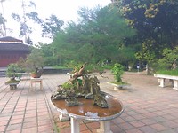 Bonsai boompje, omdat het kan