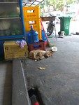 Schattige doggo!