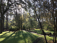 het bos