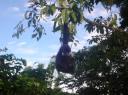 2 Gibbons in de achtertuin