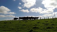 Angus cattle of Rick, Waiouru