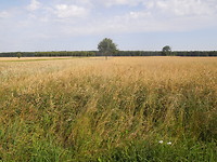 Uitzicht op haver veld