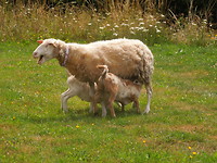 Schapen voor de deur