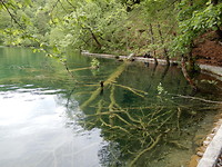 Veel hout in helder water