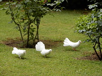 Vredes duiven in de kloostertuin