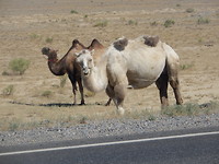 Kamelen langs de weg