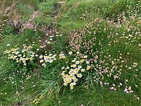 Wilde bloemenpracht op de klif
