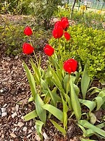 Wel mooie tulpen daar