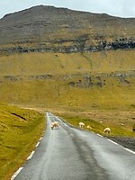 Overstekend wild. En als er één schaap over de weg is dan ………