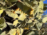 Met veel z.g. Cactusvijgen