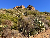 Cactussen groeien als onkruid
