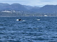 IMG_4774