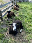 Schaap