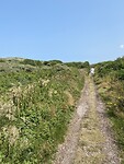 Texelse duinen