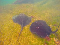 2 Sting Rays