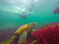 Henk Zeeschildpad