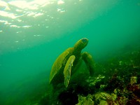 Zeeschildpad