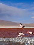 3 Flamingo's laguna colorado