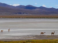Vicuna's
