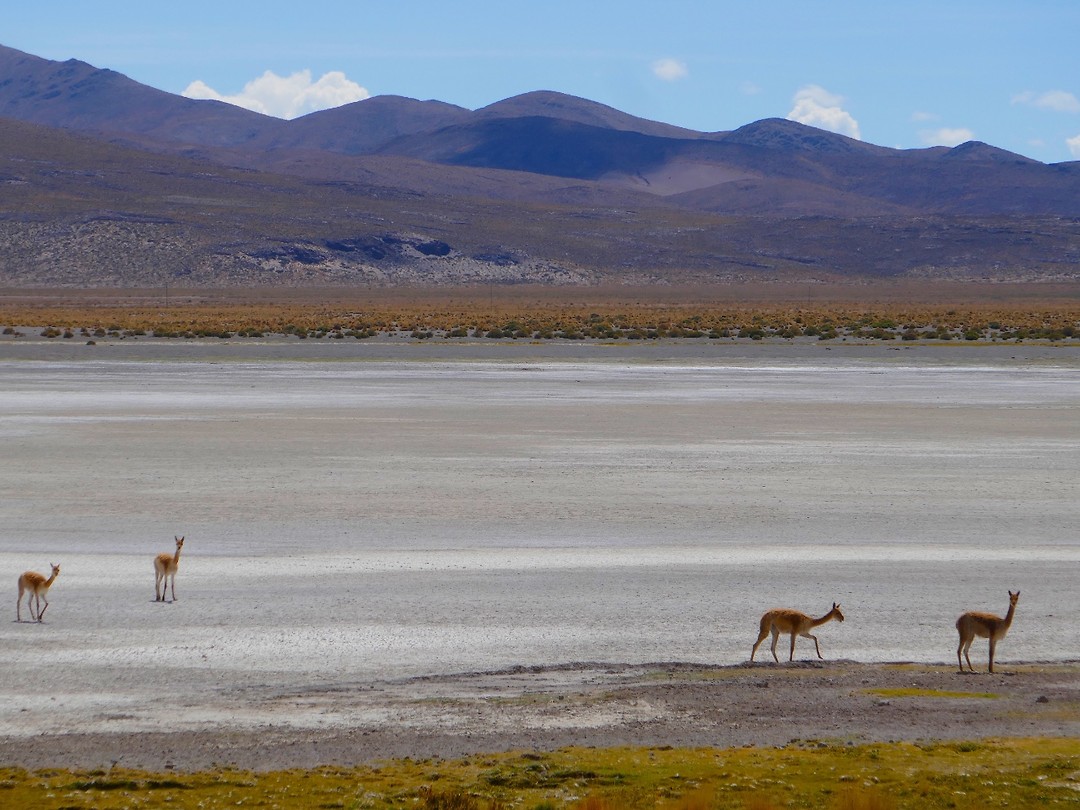 Vicuna's