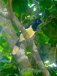 Vogel bij Iguazu