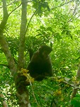Aapje in jungle bij Iguazu