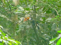 Toekan bij Iguazu