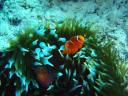 345 Eddy Reef dive Nemo