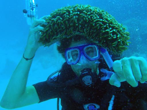 346 Eddy Reef dive Seacucumber