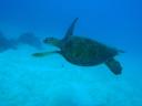 347 Eddy Reef dive Green Sea Turtle