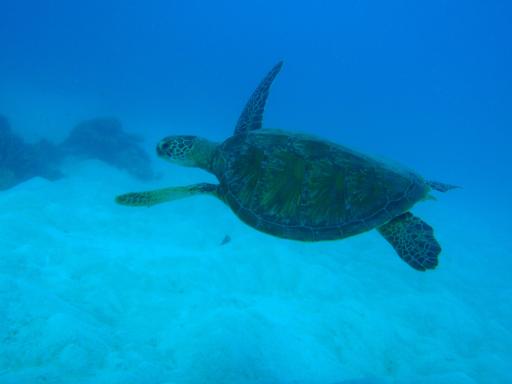 347 Eddy Reef dive Green Sea Turtle