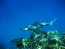 348 Eddy Reef White tip reef shark