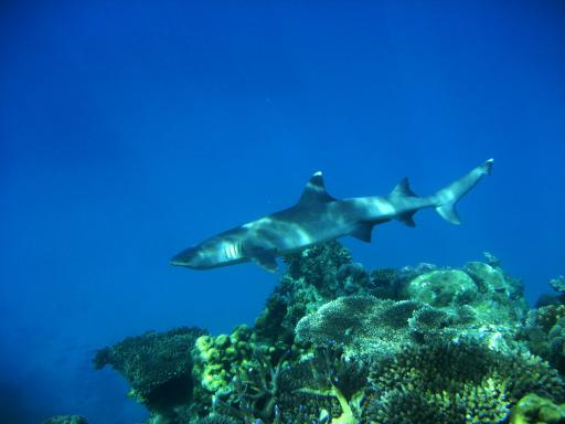 348 Eddy Reef White tip reef shark