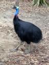 356 Crocfarm Cassowary