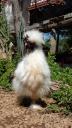 410 Daly Waters Rasta Chicken