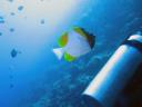484 Bunaken, Under Water