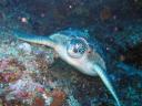 485 Bunaken, Under Water
