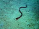 486 Bunaken, Under Water