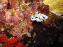 487 Bunaken, Under Water
