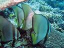 492 Bunaken, Under Water