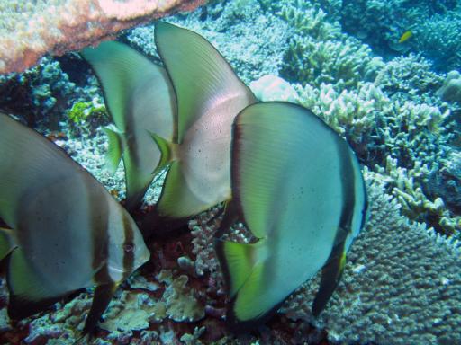 492 Bunaken, Under Water