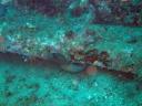 496 Bunaken, Under Water Ship Wreck