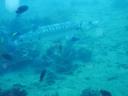 498 Bunaken, Under Water