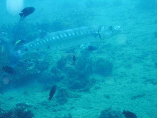 498 Bunaken, Under Water
