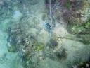 500 Bunaken, Under Water