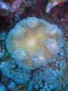 501 Bunaken, Under Water
