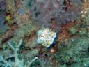 502 Bunaken, Under Water
