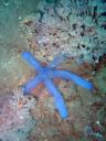 503 Bunaken, Under Water