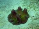 505 Bunaken, Under Water