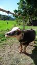531 Toraja, Londa, Albino Waterbuffalow